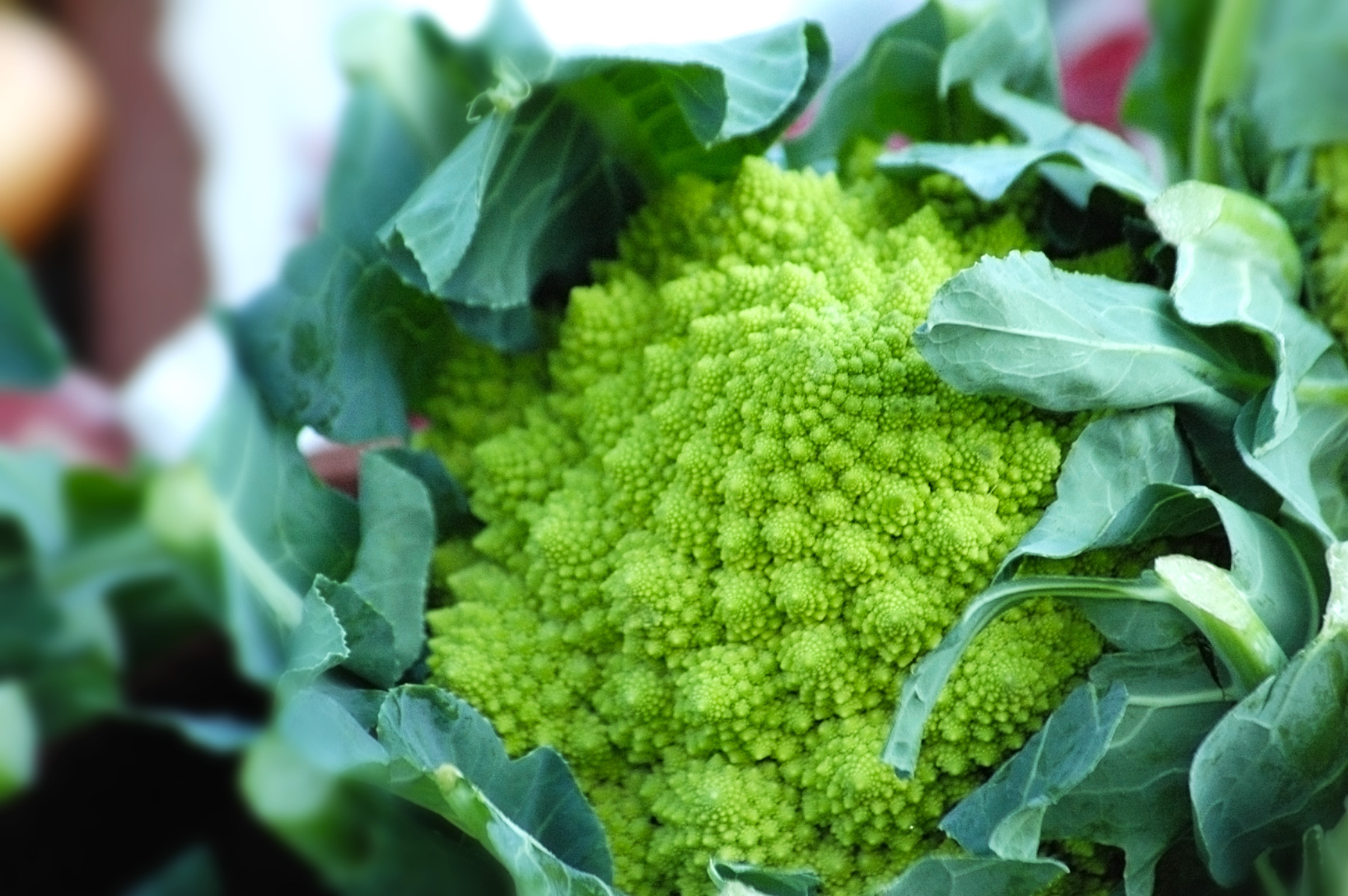 Romanesco