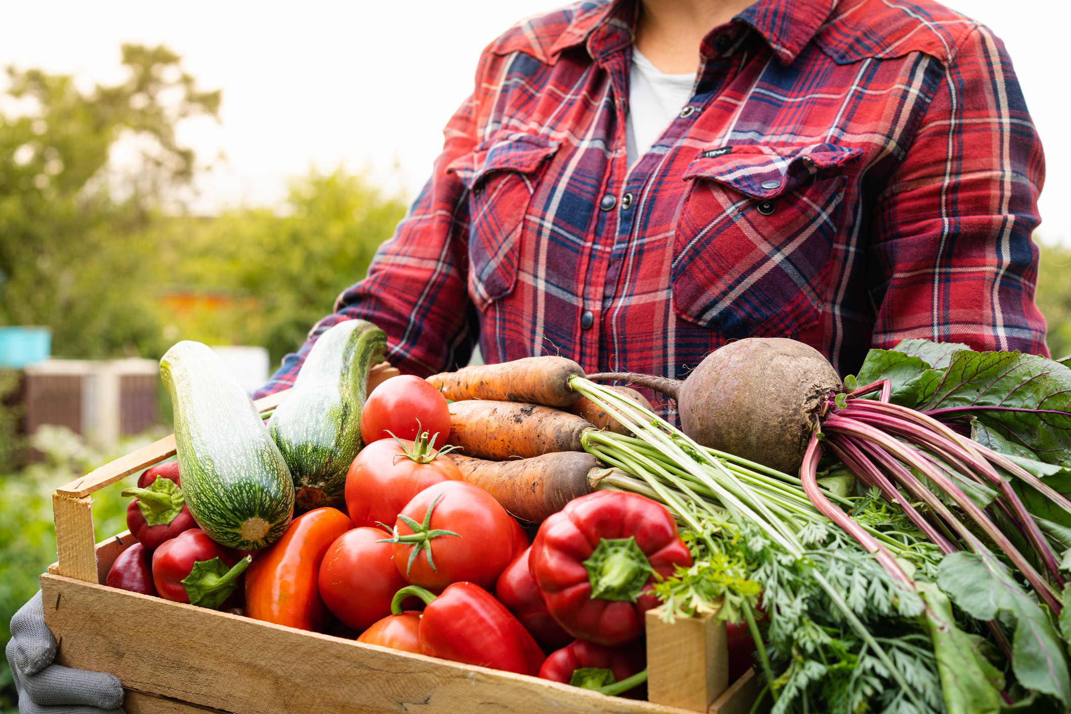 agrotóxicos nas frutas e verduras