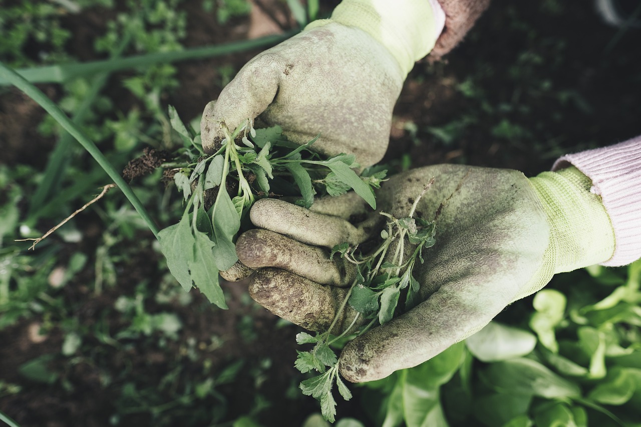 a importância da agricultura no Brasil